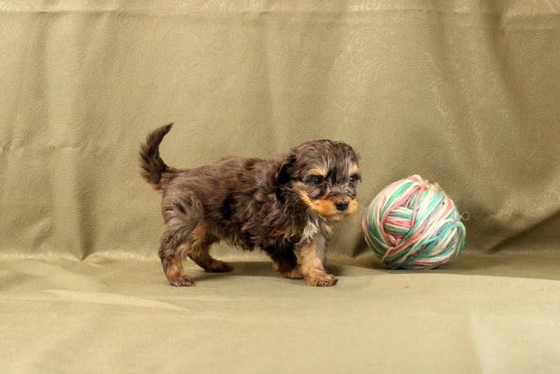 puppy, for, sale, Mini Bernedoodle F2, Matthew B. Stoltzfus, dog, breeder, Gap, PA, dog-breeder, puppy-for-sale, forsale, nearby, find, puppyfind, locator, puppylocator, aca
